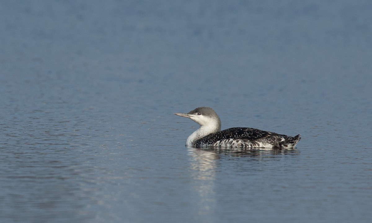 Red-throated Loon - Chris Wood