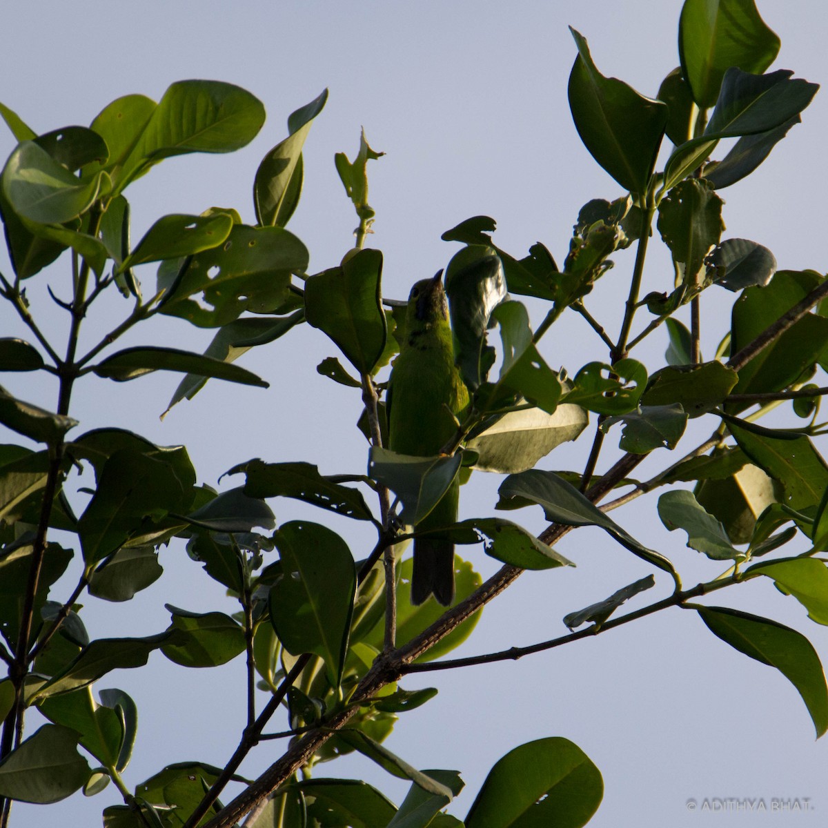 Golden-fronted Leafbird - ML77195981