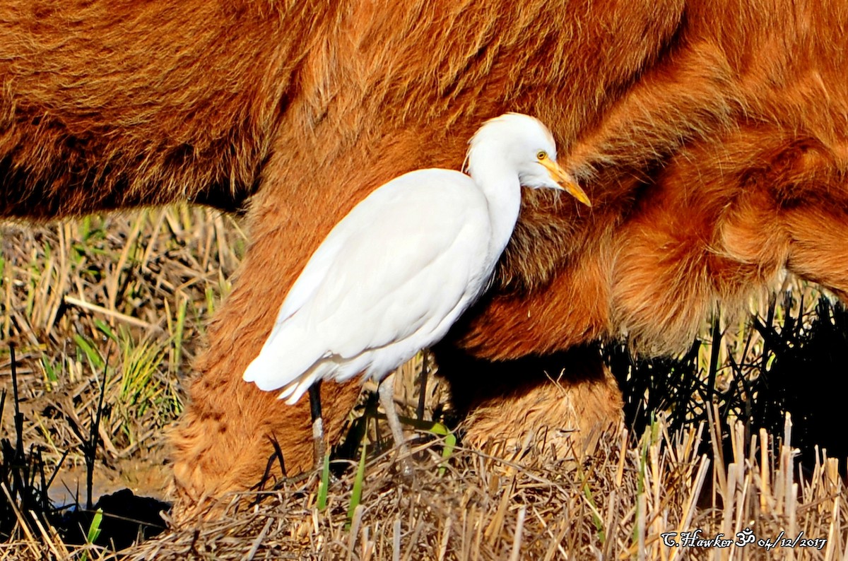 Western Cattle Egret - Carl  Hawker