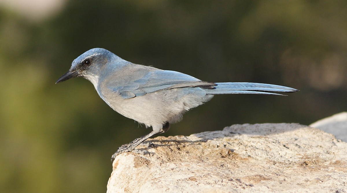 Woodhouse's Scrub-Jay - Dave Spier