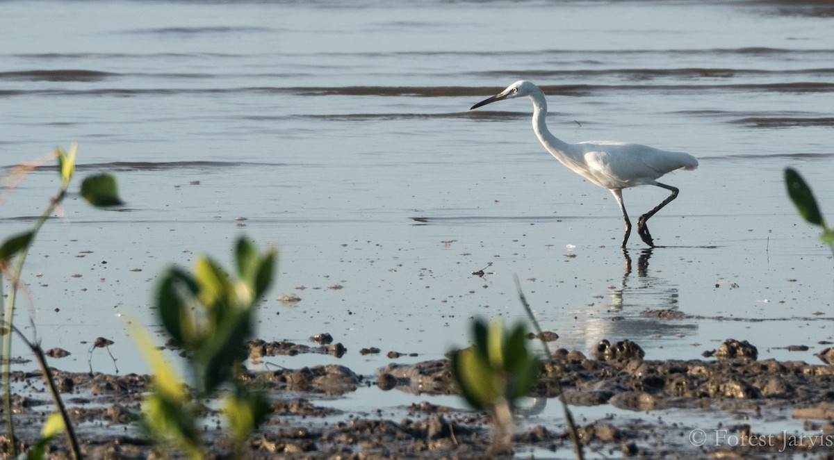 Chinese Egret - Forest Botial-Jarvis