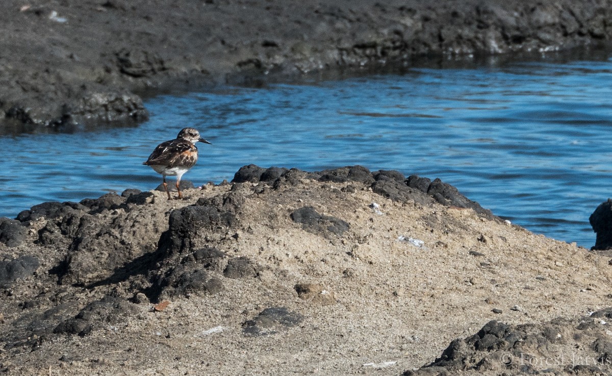 Ruddy Turnstone - Forest Botial-Jarvis