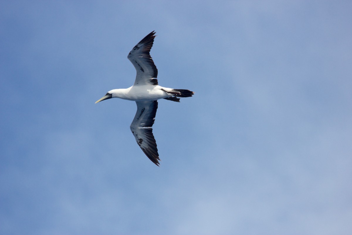 Masked Booby - ML77200901