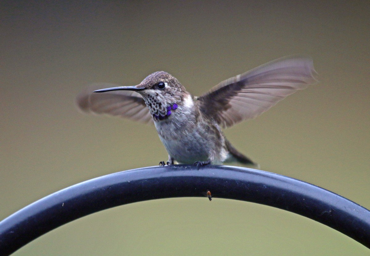 Black-chinned Hummingbird - Rose Taylor