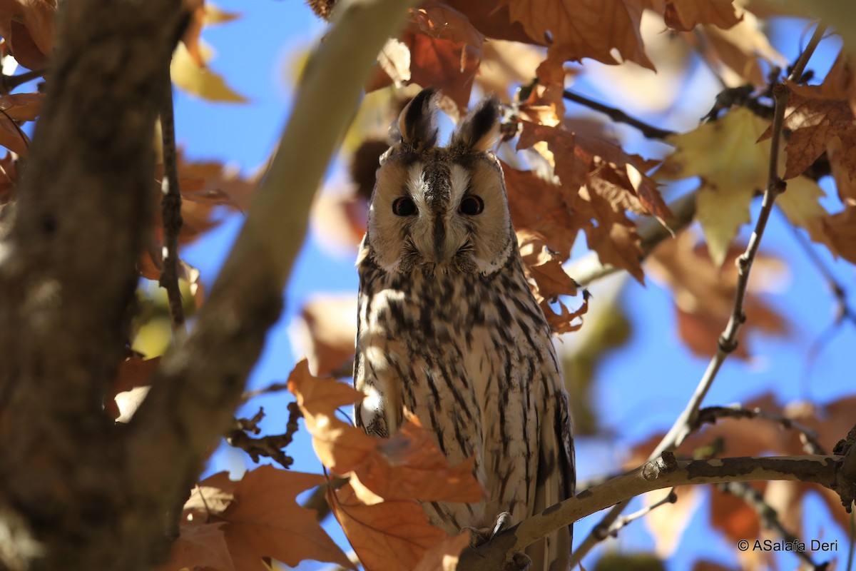 Long-eared Owl - Fanis Theofanopoulos (ASalafa Deri)