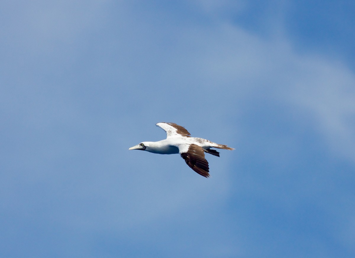 Masked Booby - ML77201231