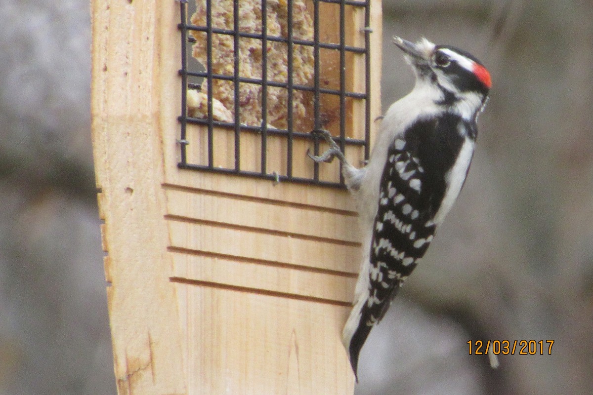 Downy Woodpecker - ML77204441