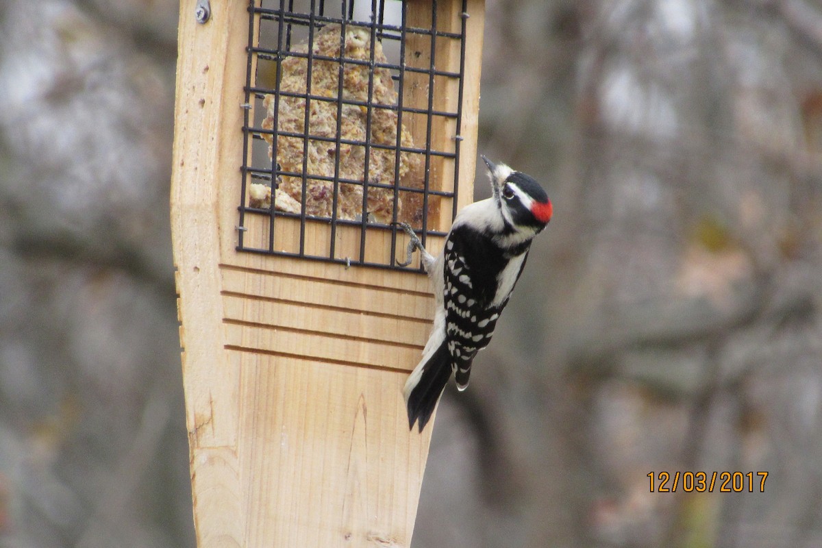 Downy Woodpecker - ML77204451