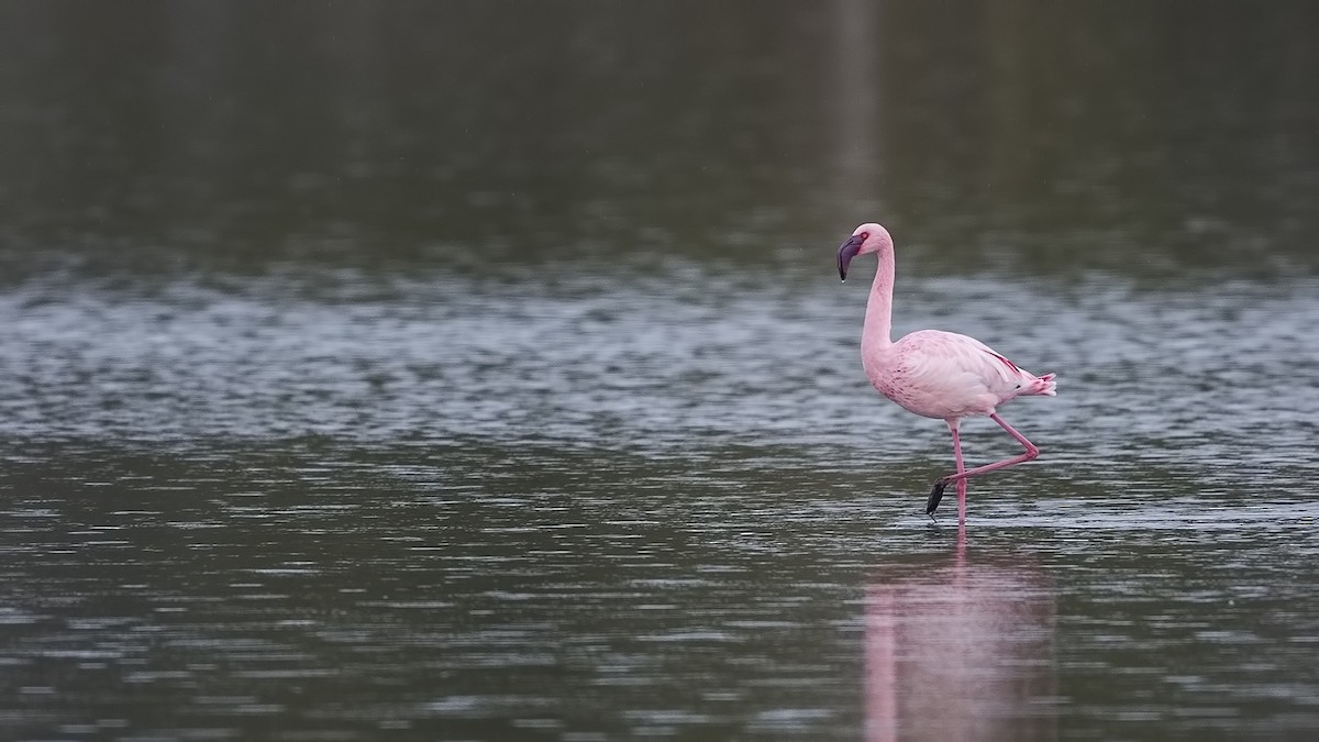 Lesser Flamingo - H. Çağlar Güngör