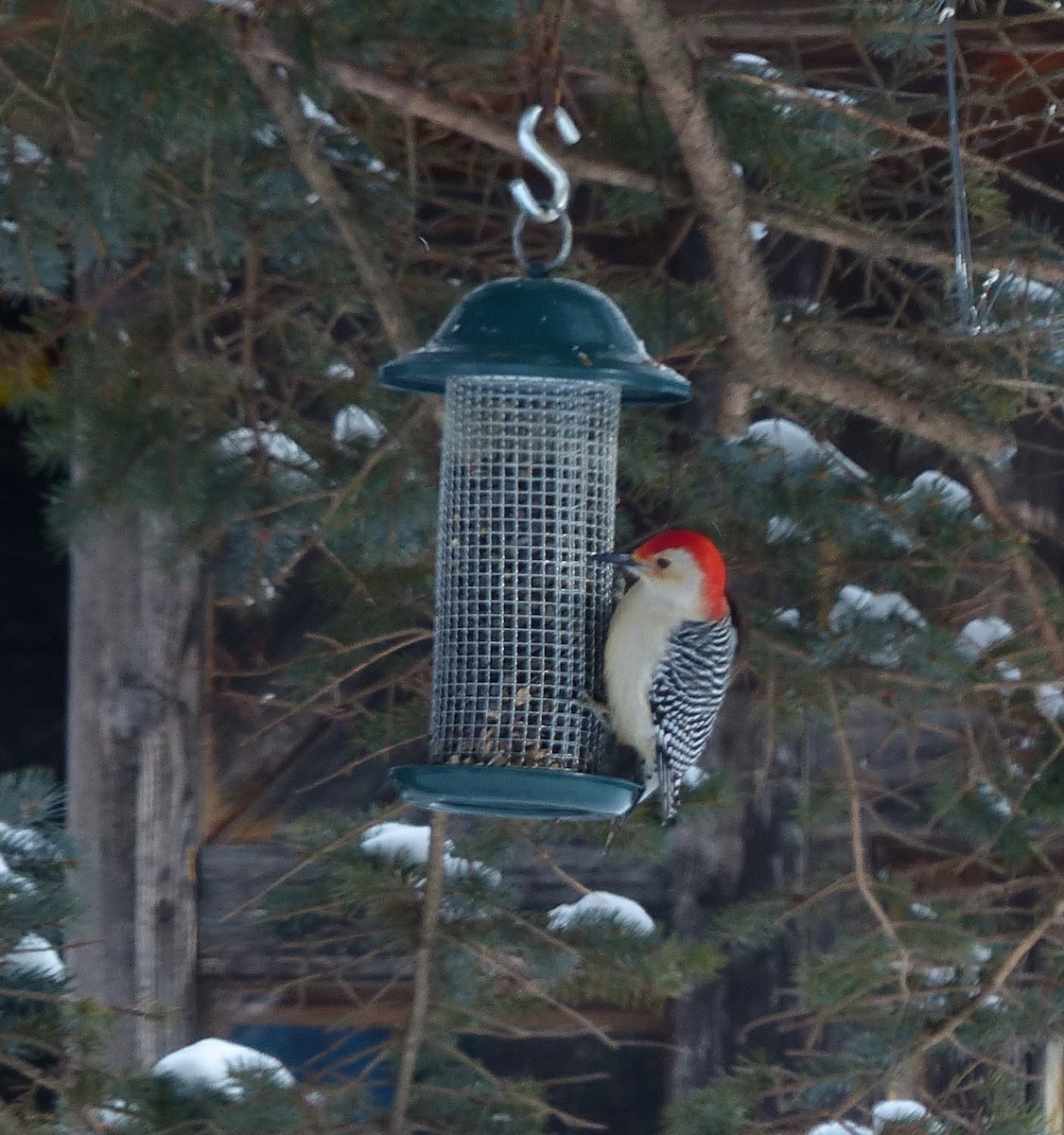 Red-bellied Woodpecker - Alain Sylvain