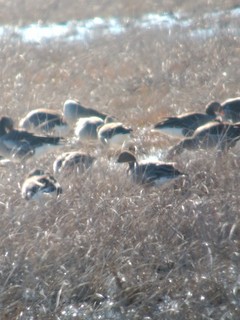 Pink-footed Goose, ML77208361