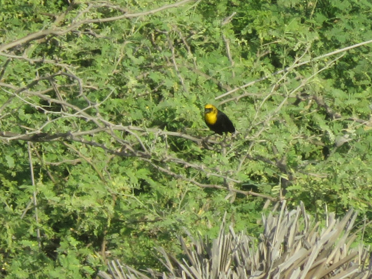 Yellow-hooded Blackbird - ML77211431