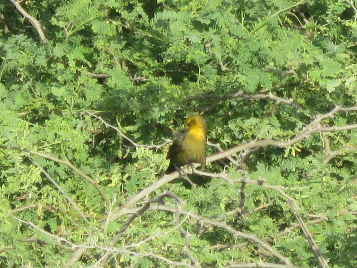 Yellow-hooded Blackbird - ML77211581