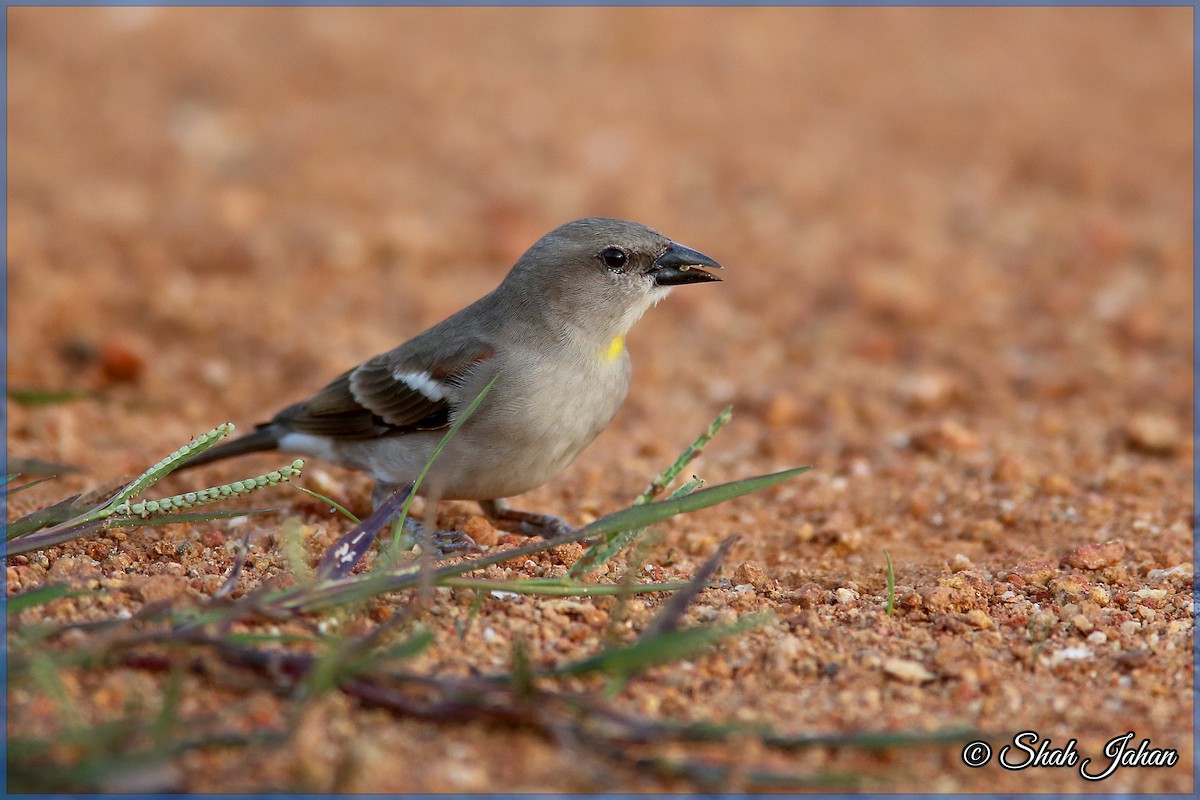 Yellow-throated Sparrow - Shah Jahan