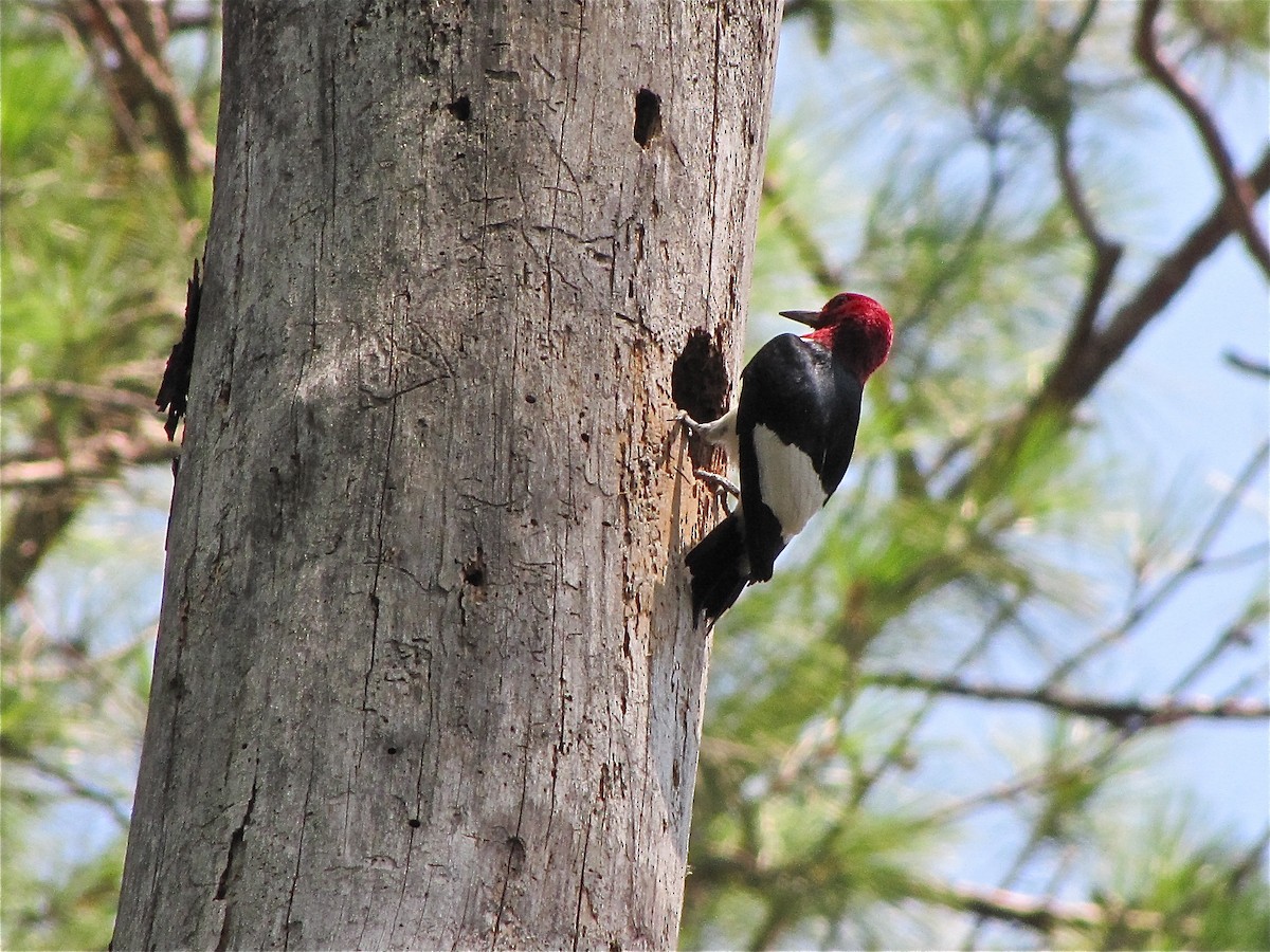 Red-headed Woodpecker - Benjamin Murphy