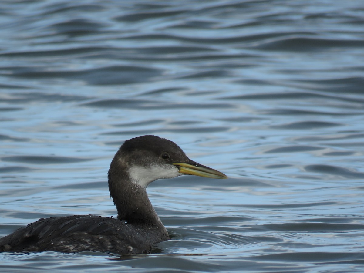 Red-necked Grebe - ML77214631