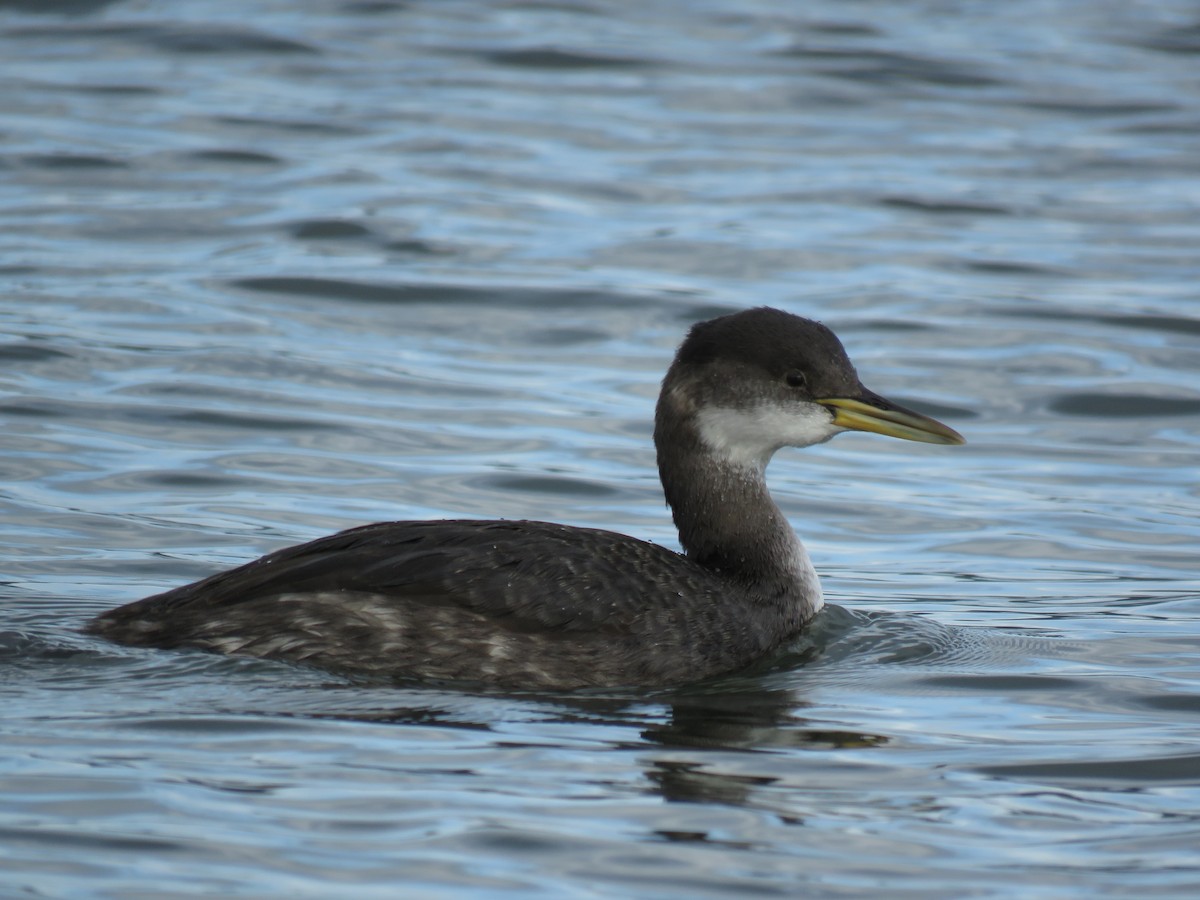Red-necked Grebe - ML77214661