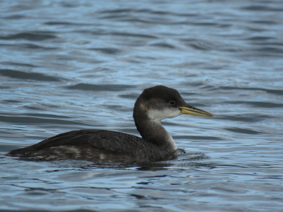 Red-necked Grebe - ML77214671