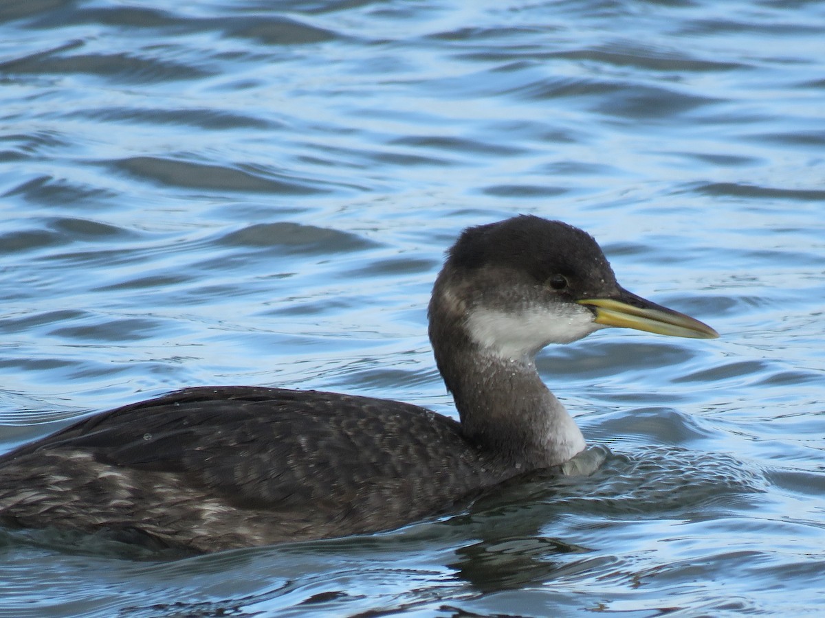 Red-necked Grebe - ML77214721