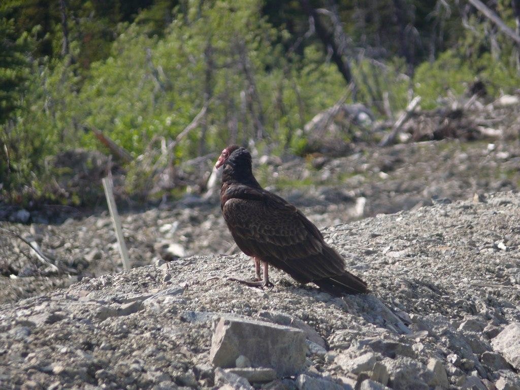 Turkey Vulture - ML77215381