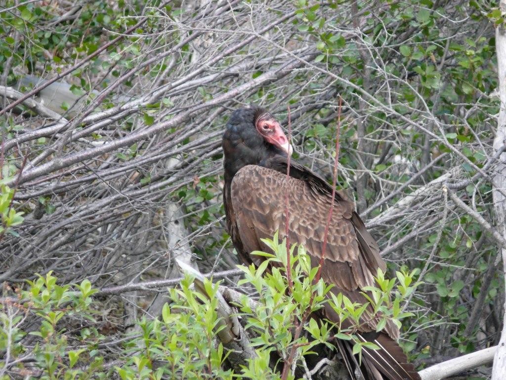 Turkey Vulture - Yukon Bird Club Historical Data