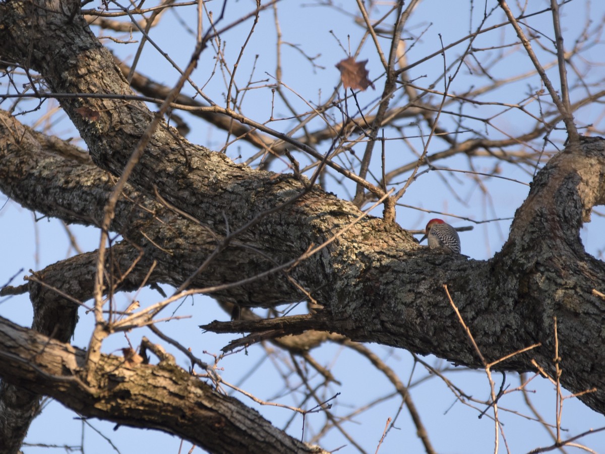 Red-bellied Woodpecker - ML77216891