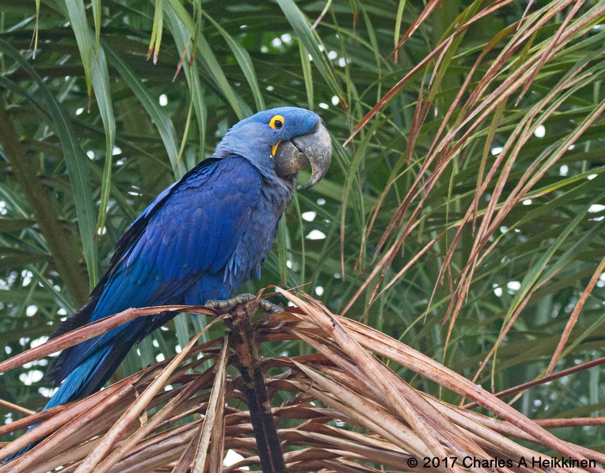 Hyacinth Macaw - ML77217651