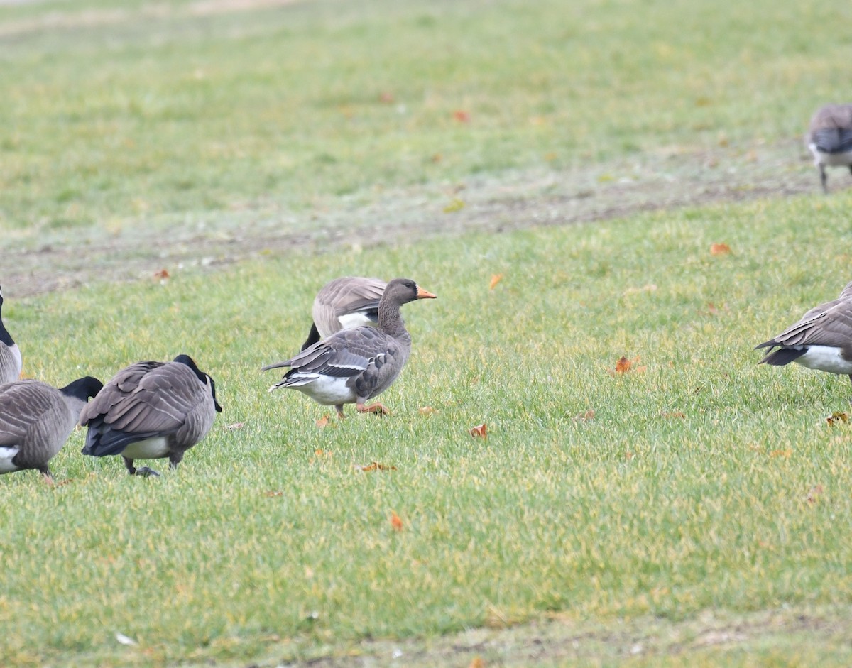 Greater White-fronted Goose (Greenland) - ML77219441