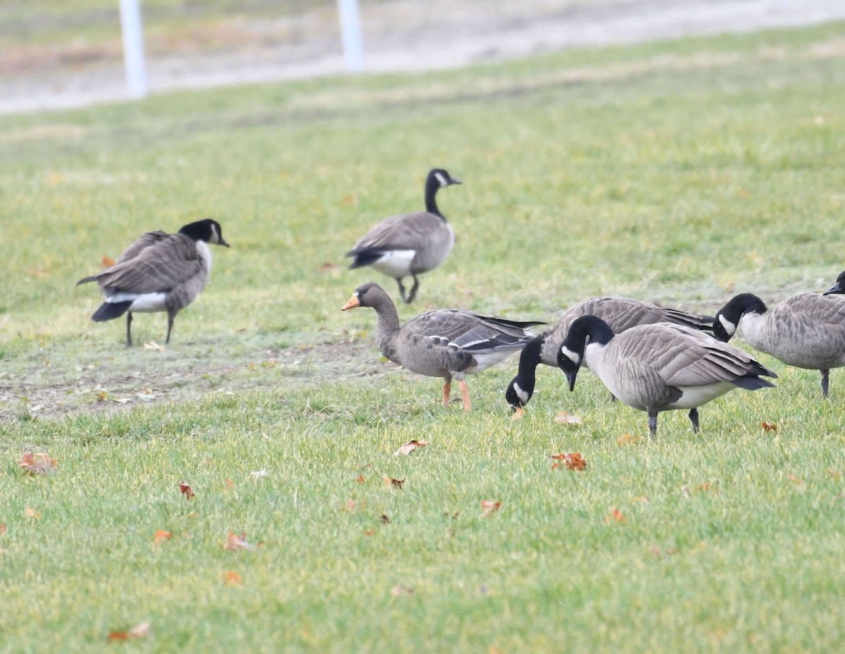 Greater White-fronted Goose (Greenland) - ML77219481