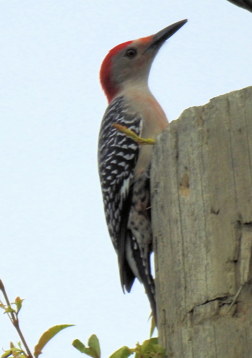 Red-bellied Woodpecker - Patrick Collins