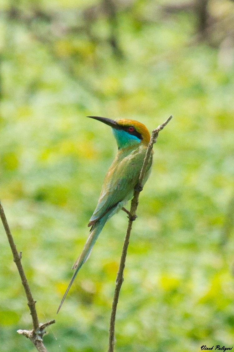 Asian Green Bee-eater - ML77223001