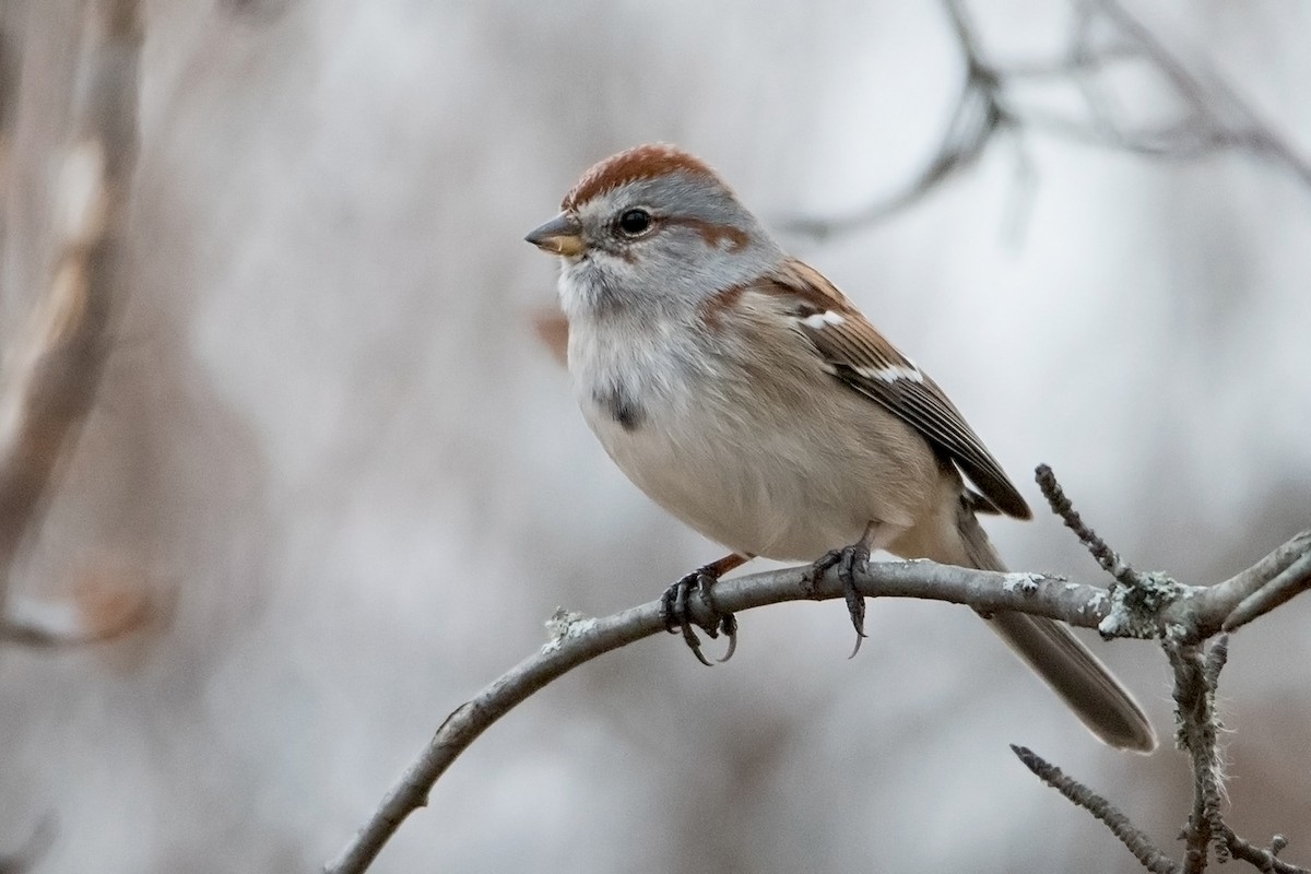 American Tree Sparrow - Sue Barth