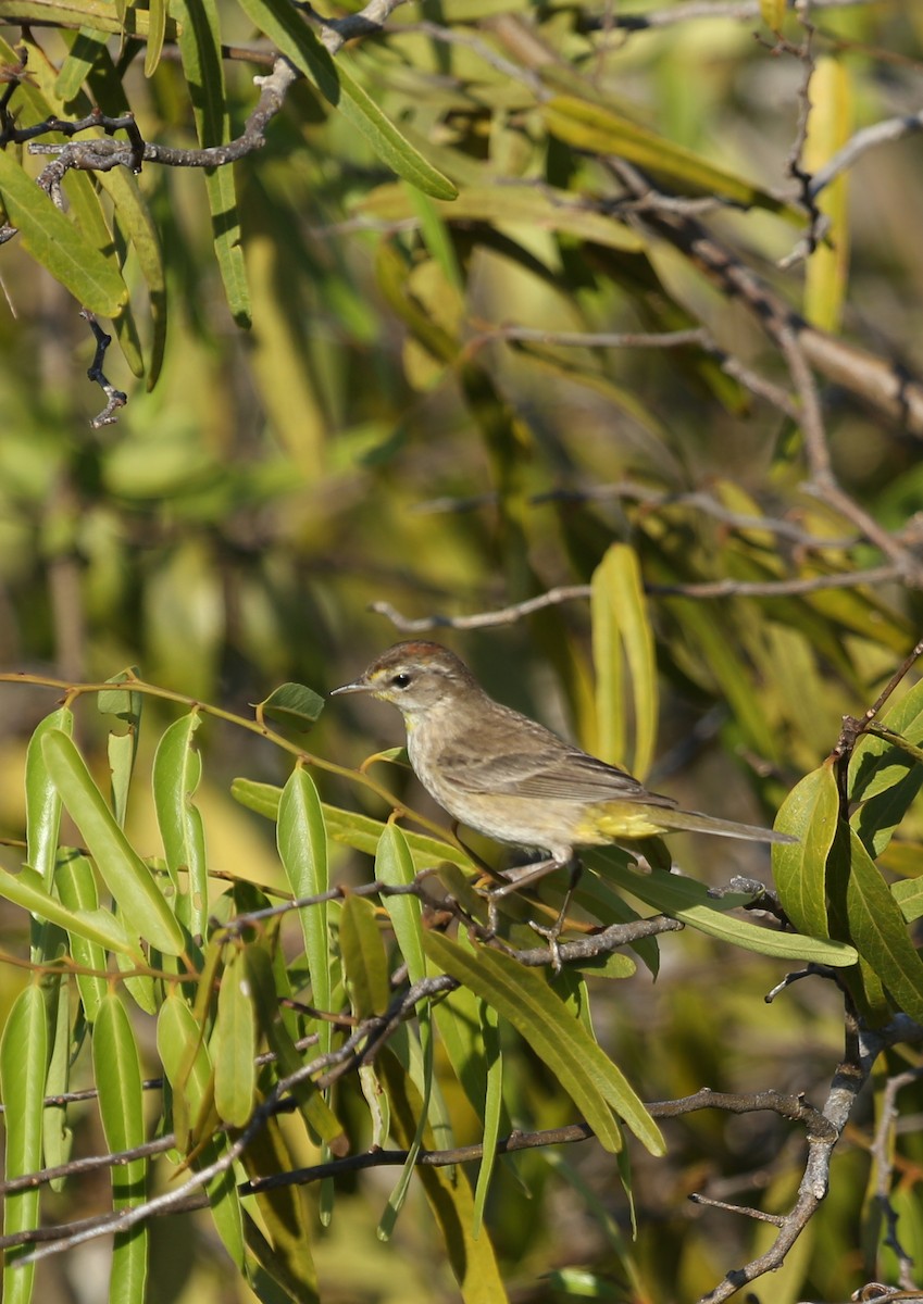 Palm Warbler - Emily Holcomb