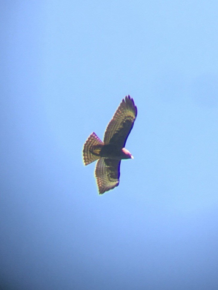 Short-tailed Hawk - Dallas Levey