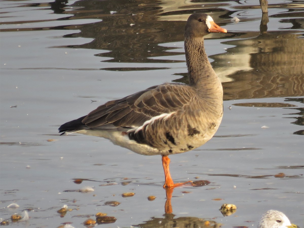 Greater White-fronted Goose - JamEs ParRis