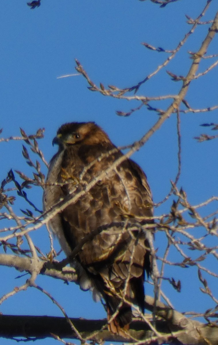 Red-tailed Hawk - ML77242991