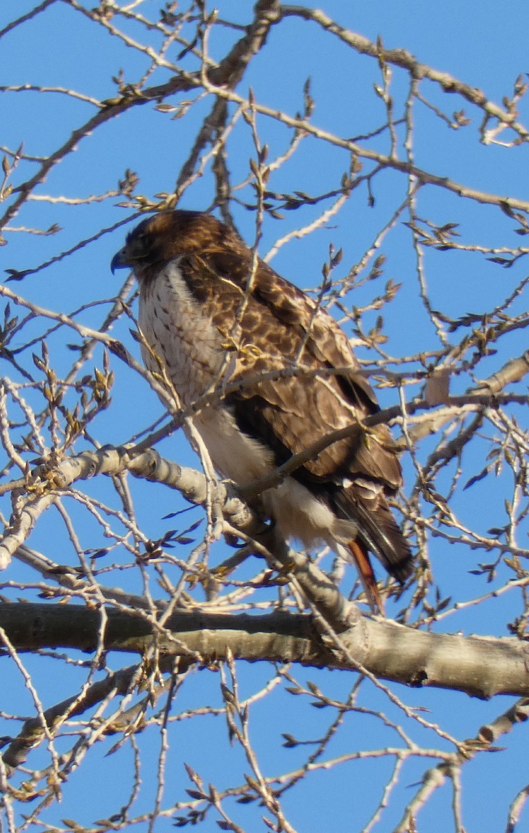 Red-tailed Hawk - ML77243001