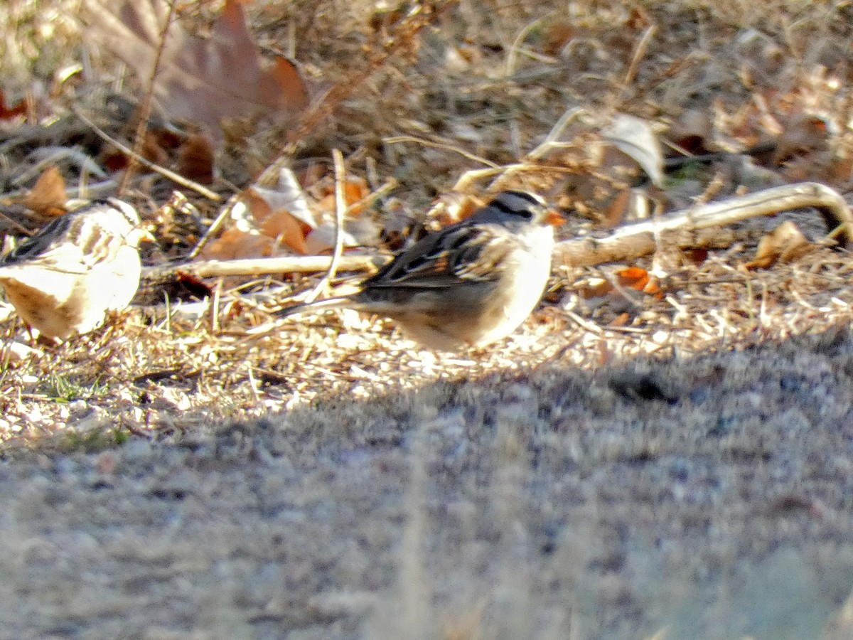 White-crowned Sparrow - ML77243061