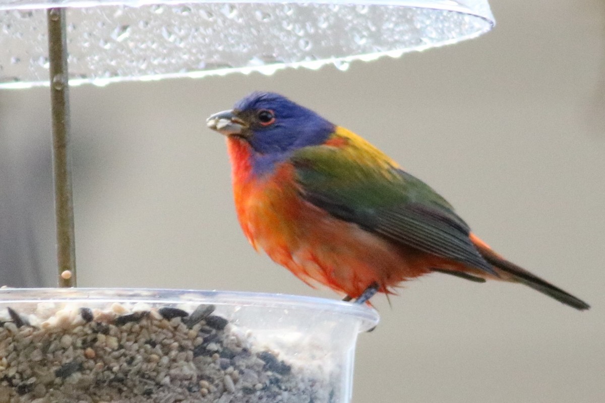 Painted Bunting - ML77243101