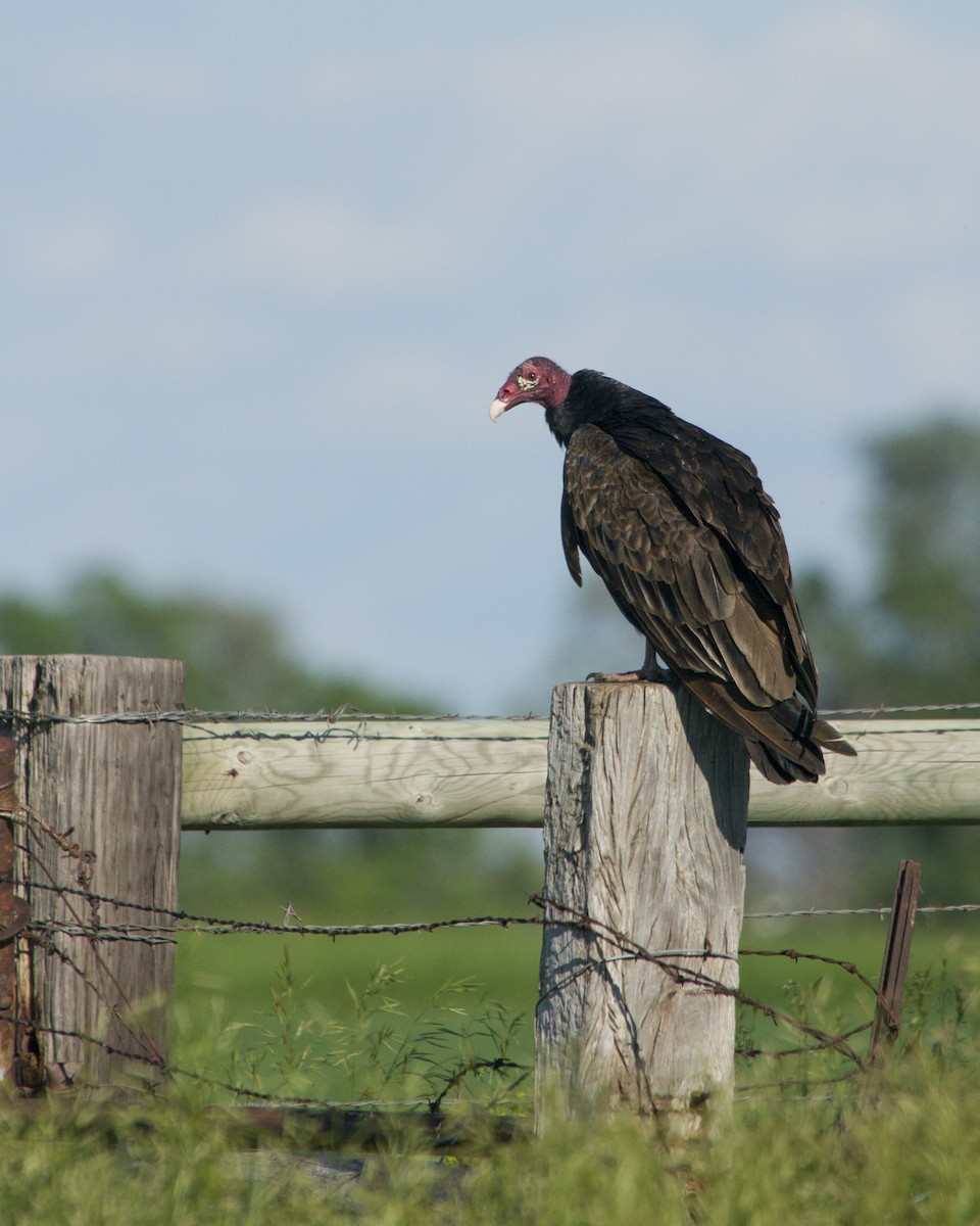 Turkey Vulture - Bob Dunlap