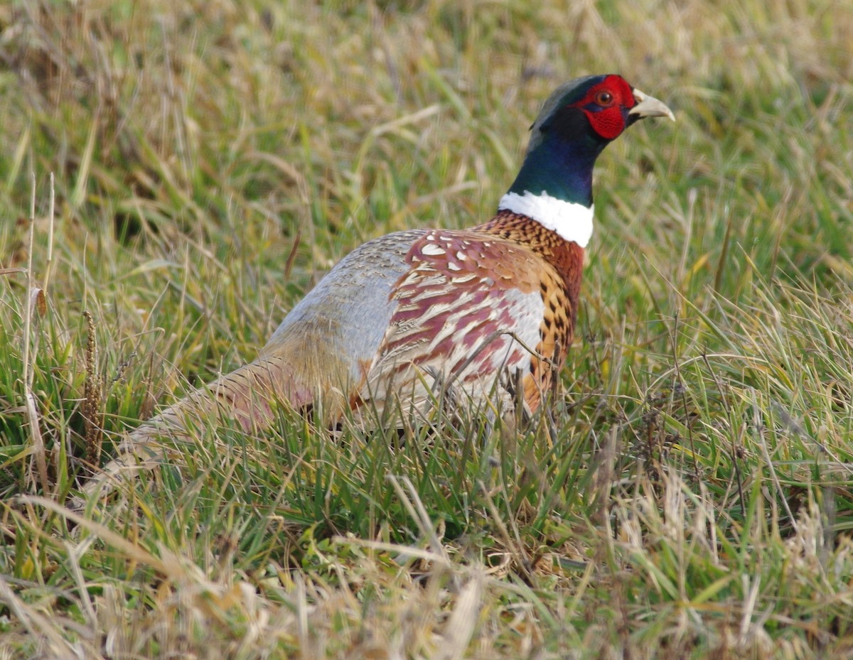 Ring-necked Pheasant - Bill Purcell