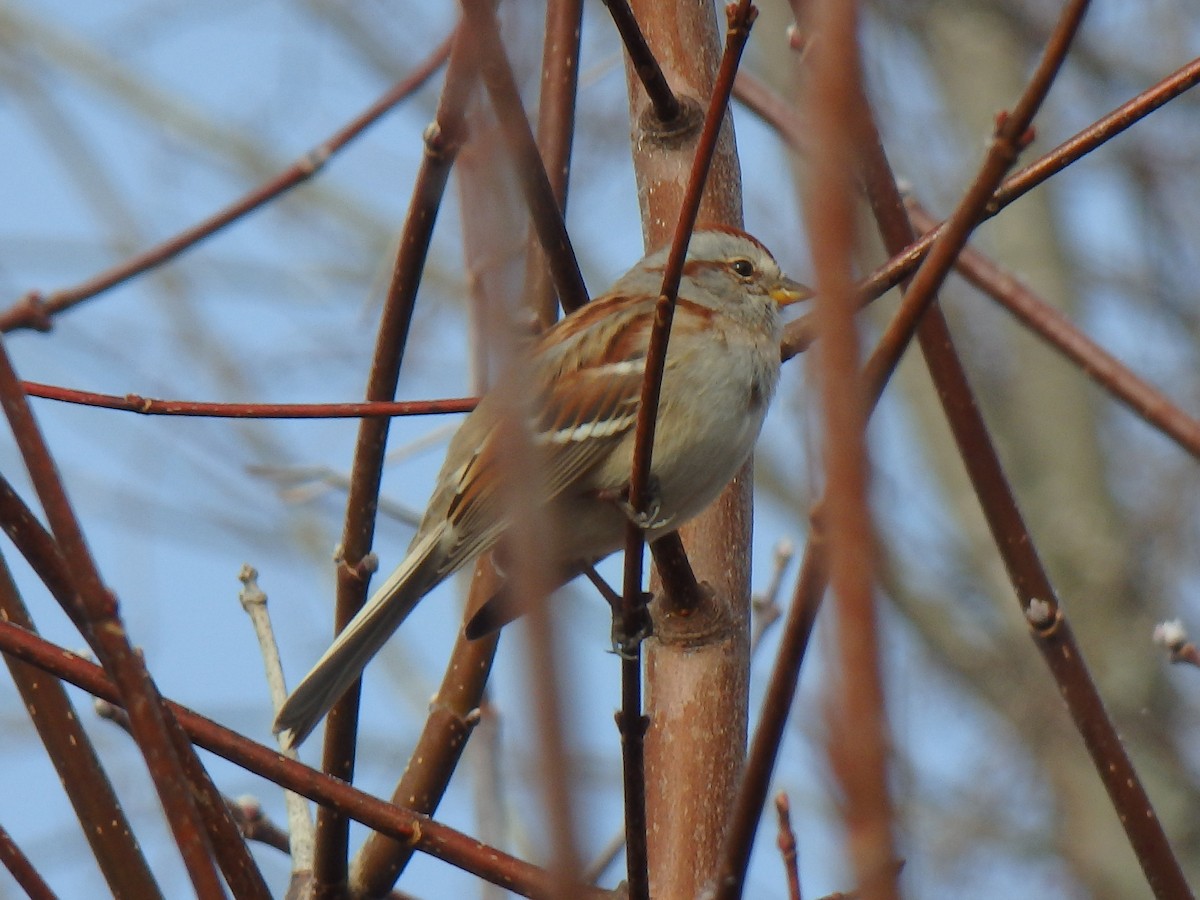 American Tree Sparrow - Elaine Marie
