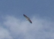 White-tailed Hawk - Loren Hintz