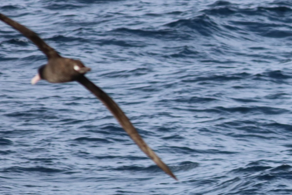 Short-tailed Albatross - Rick Taylor