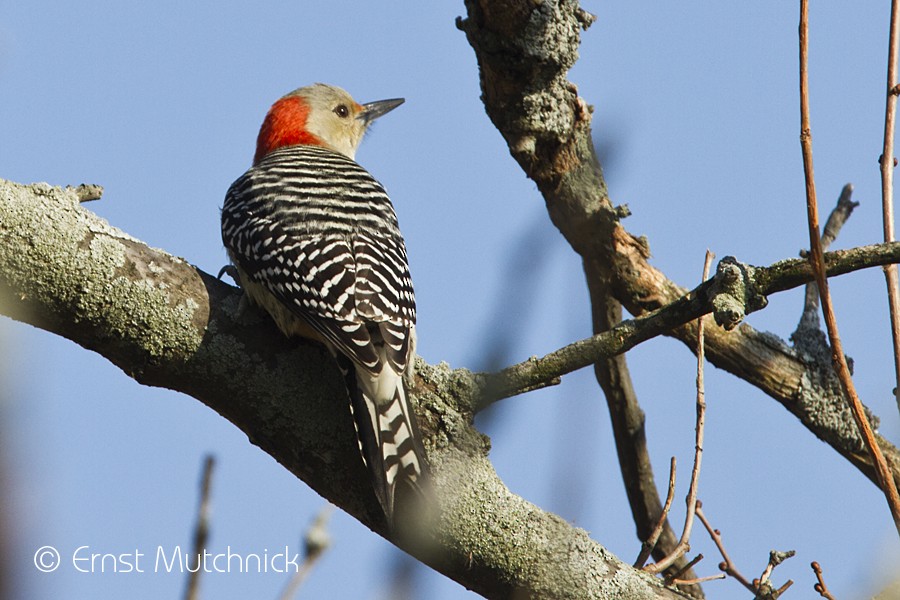 Red-bellied Woodpecker - Ernst Mutchnick