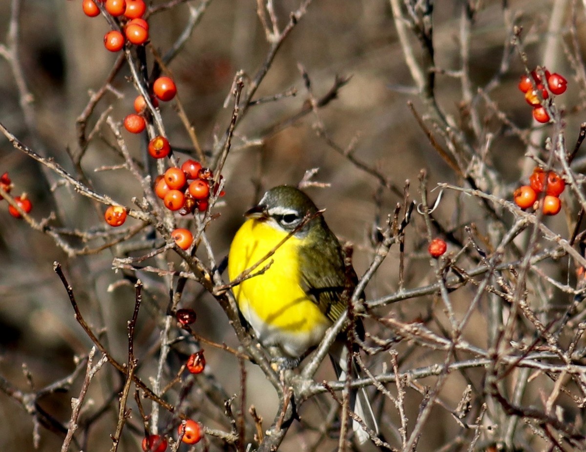 Yellow-breasted Chat - ML77263691