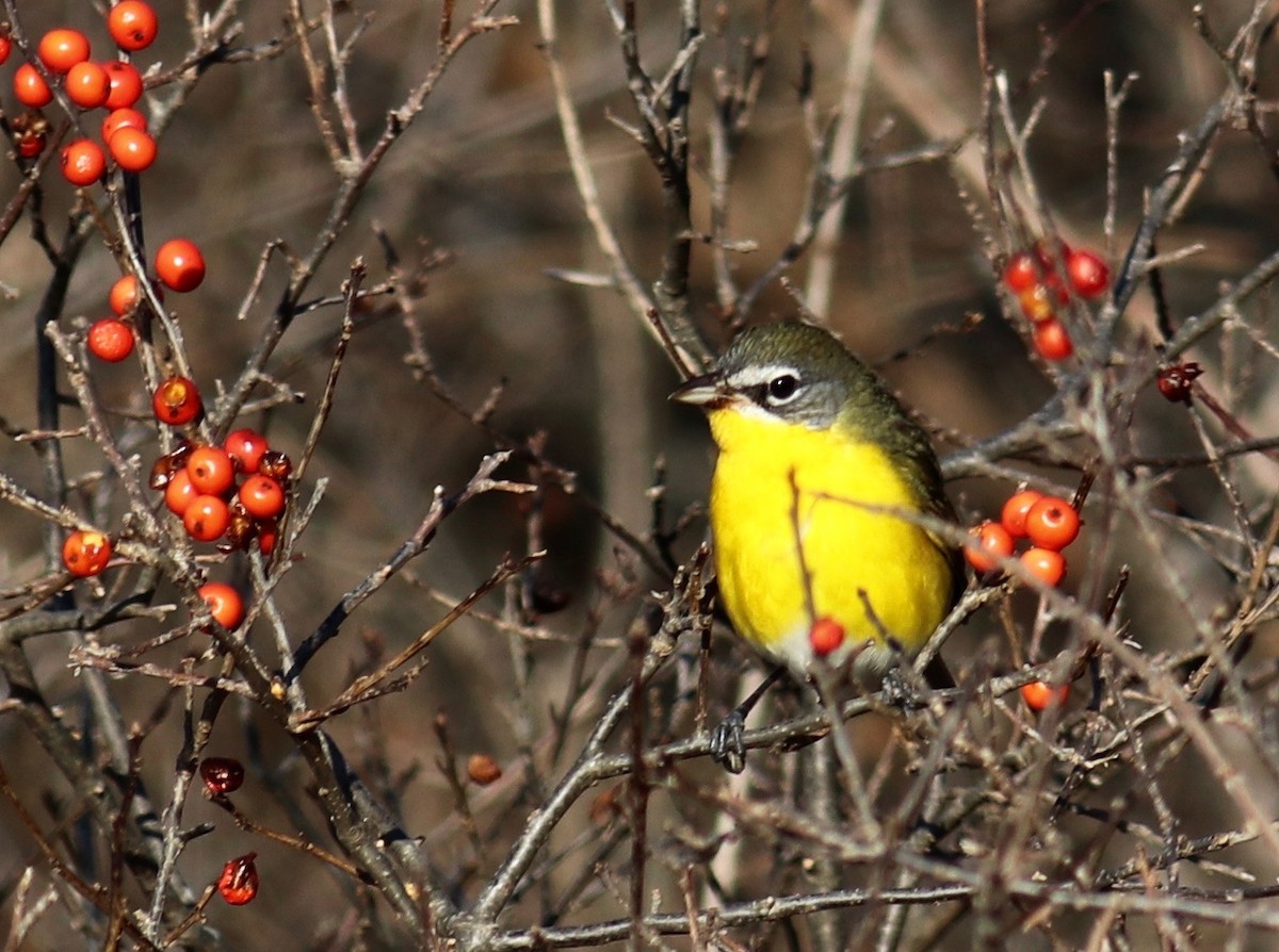 Yellow-breasted Chat - ML77263701