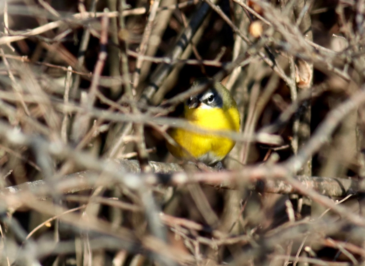 Yellow-breasted Chat - ML77263711