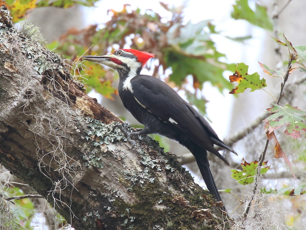 Pileated Woodpecker - Doug Beach