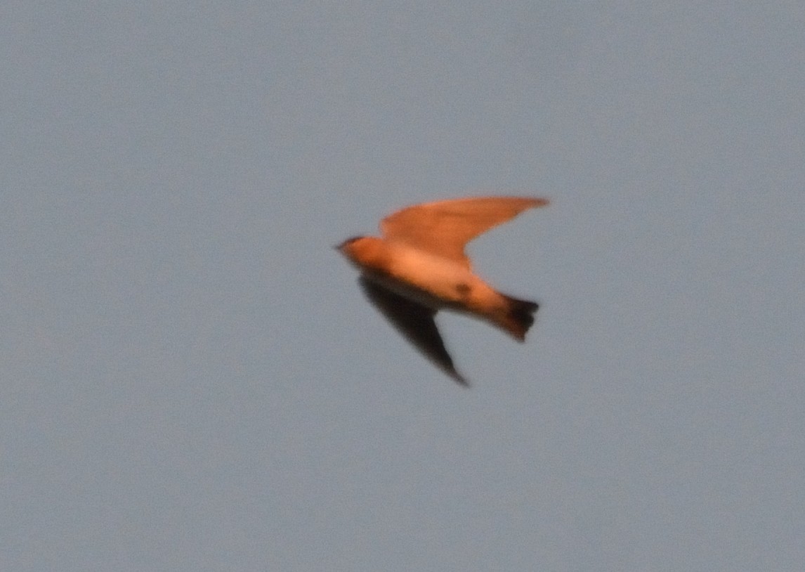Cave Swallow - ML77265171